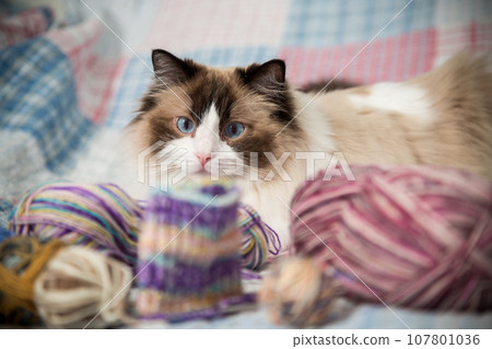 Colored threads, knitting needles and other items for hand knitting and a cute domestic cat Ragdoll 107801036