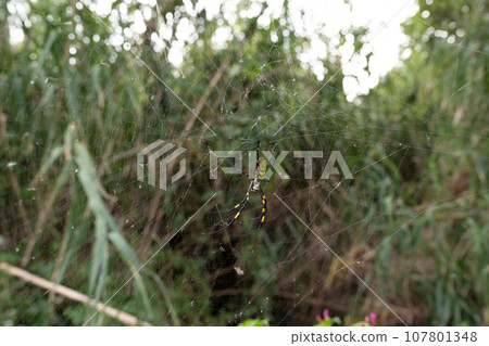 A spider that builds a nest in the grass 107801348