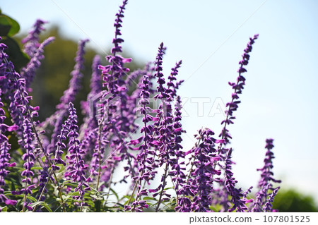 Salvia Leukansa 107801525