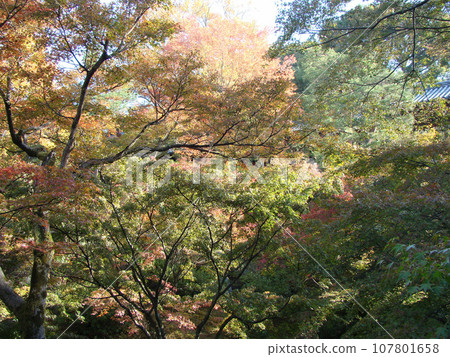 秋天的樹葉 秋天的樹葉 107801658
