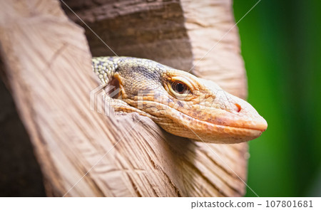 Big lizard sleeping in a hollow log Big lizard sleeping in a hollow log 107801681