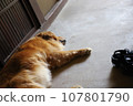 A dog that takes a nap 107801790