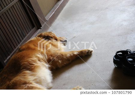 A dog that takes a nap 107801790