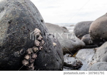 Barnacles that live on rocky shores 107801791