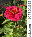 紅花	 107801842