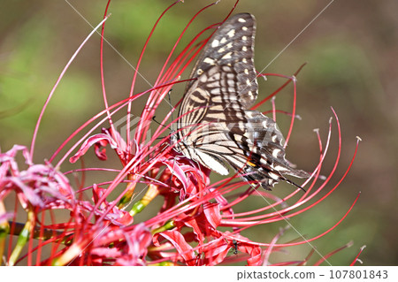 Higankiha and Namiageha 107801843