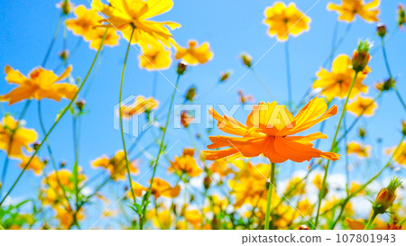 美麗綻放的 Kibana 波斯菊 美麗綻放的 Kibana 波斯菊 107801943