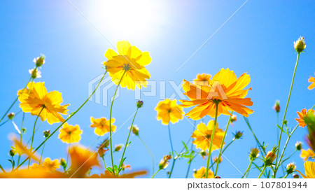 美麗綻放的 Kibana 波斯菊 美麗綻放的 Kibana 波斯菊 107801944