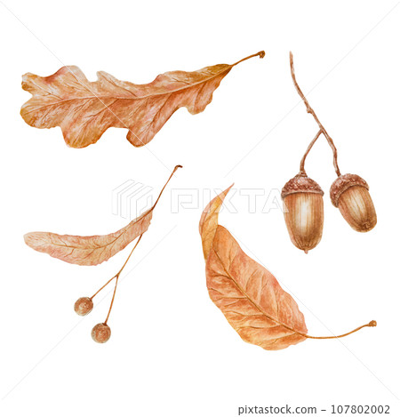 Set of dry brown leaves, linden seeds, oak acorn. Watercolor hand drawn illustration of forest plant element. Floral realistic clip art for eco goods, natural herbal medicine, stickers, lables, prints Set of dry brown leaves, linden seeds, oak acorn. Watercolor hand drawn illustration of forest plant element. Floral realistic clip art for eco goods, natural herbal medicine, stickers, lables, prints 107802002