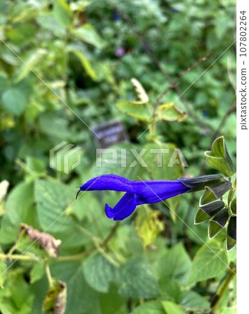 色彩繽紛的草甸鼠尾草花 色彩繽紛的草甸鼠尾草花 107802264
