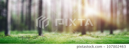 Forest nature sunrise Forest nature sunrise 107802463