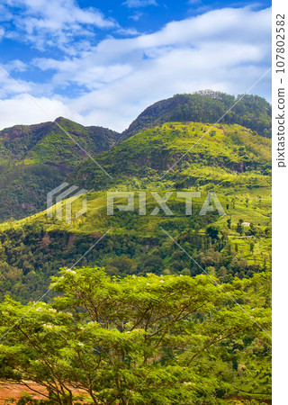 Tropical forest and rural landscape on the slopes of picturesque mountains. Vertical photo. Tropical forest and rural landscape on the slopes of picturesque mountains. Vertical photo. 107802582