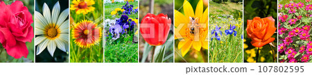 Collage of garden flowers photos. Wide photo. 107802595