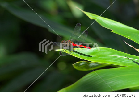 一隻紅蜻蜓棲息在竹葉上 一隻紅蜻蜓棲息在竹葉上 107803175