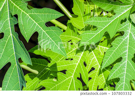 Few of the papaya leaves under sirect Sun close up. Few of the papaya leaves under sirect Sun close up. 107803332