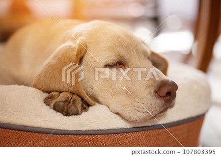 Sweet dreaming labrador puppy 107803395