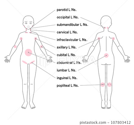 Location of major lymph nodes throughout the body 107803412