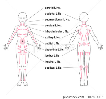 全身主要淋巴結的位置 全身主要淋巴結的位置 107803415