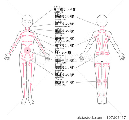 全身主要淋巴結的位置 全身主要淋巴結的位置 107803417