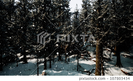 A serene winter wonderland with a dense forest covered in a blanket of snow A serene winter wonderland with a dense forest covered in a blanket of snow 107803434