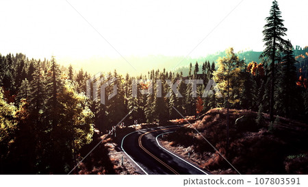 A serene road winding through a picturesque forest at sunset A serene road winding through a picturesque forest at sunset 107803591