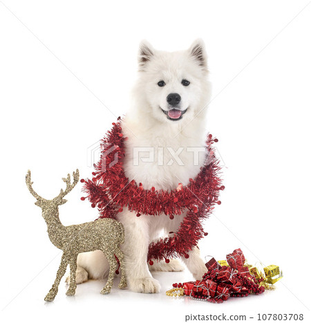 samoyed dog in studio 107803708