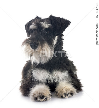 miniature schnauzer in studio miniature schnauzer in studio 107803730
