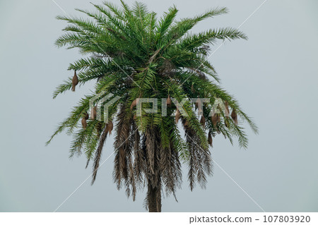 There are many bird's nests hanging on the palm trees. There are many bird's nests hanging on the palm trees. 107803920