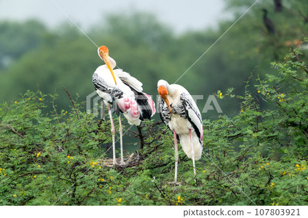 There are several painted storks (Mycteria leucocephalus) in the trees. There are several painted storks (Mycteria leucocephalus) in the trees. 107803921