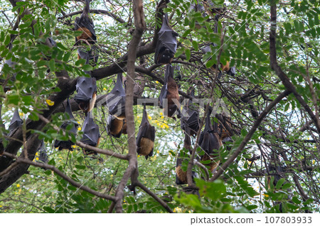 Indian Flying Fox(Pteropus medius) is also known as the Great Indian Fruit Bat. 107803933