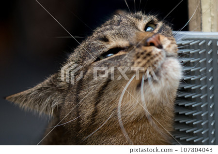 domestic tabby cat rubs her head against wall-mounted plastic cat self grooming corner cover domestic tabby cat rubs her head against wall-mounted plastic cat self grooming corner cover 107804043