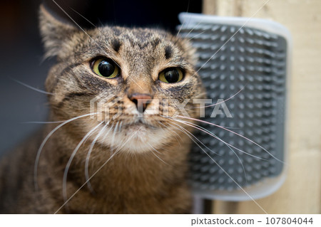 domestic tabby cat rubs her head against wall-mounted plastic cat self grooming corner cover 107804044