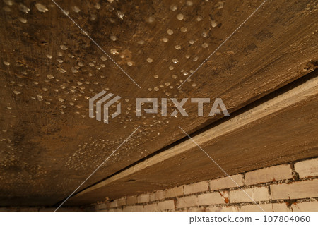 condensed water drops on the basement ceiling - close-up with selective focus condensed water drops on the basement ceiling - close-up with selective focus 107804060