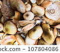 Naratake 107804086