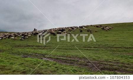 A herd of sheep graze in evening on green hills 107804353