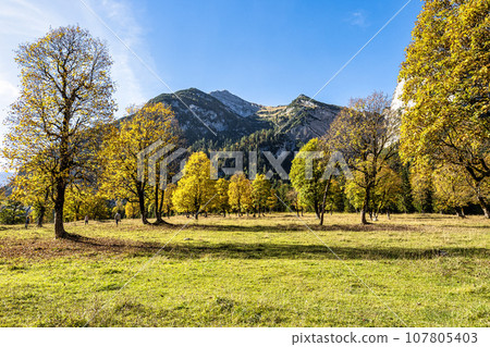maple trees at Ahornboden, Karwendel mountains, Tyrol, Austria maple trees at Ahornboden, Karwendel mountains, Tyrol, Austria 107805403