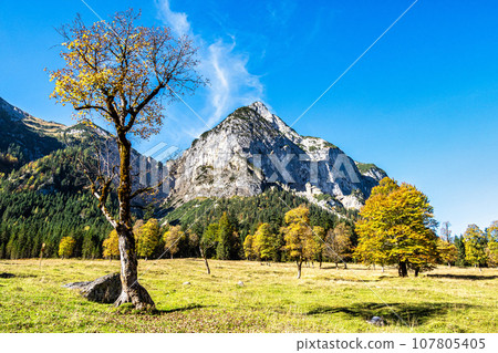 maple trees at Ahornboden, Karwendel mountains, Tyrol, Austria 107805405