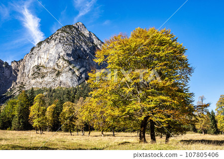 maple trees at Ahornboden, Karwendel mountains, Tyrol, Austria 107805406