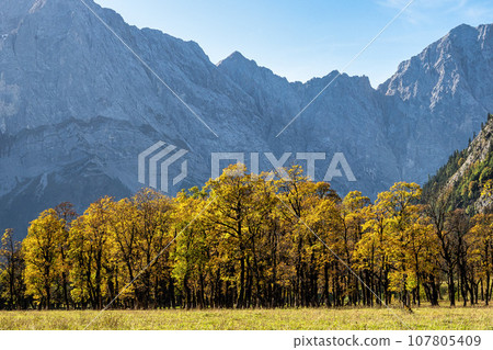 maple trees at Ahornboden, Karwendel mountains, Tyrol, Austria maple trees at Ahornboden, Karwendel mountains, Tyrol, Austria 107805409