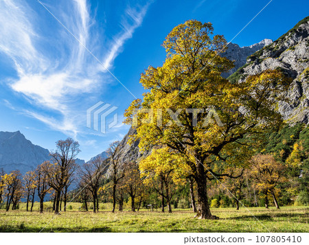 maple trees at Ahornboden, Karwendel mountains, Tyrol, Austria 107805410
