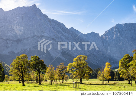 maple trees at Ahornboden, Karwendel mountains, Tyrol, Austria maple trees at Ahornboden, Karwendel mountains, Tyrol, Austria 107805414