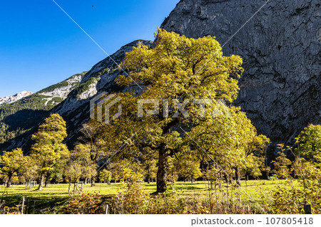 maple trees at Ahornboden, Karwendel mountains, Tyrol, Austria maple trees at Ahornboden, Karwendel mountains, Tyrol, Austria 107805418