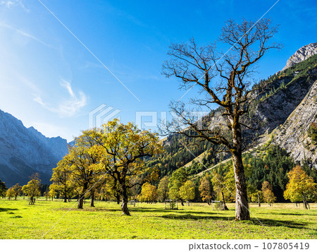 maple trees at Ahornboden, Karwendel mountains, Tyrol, Austria maple trees at Ahornboden, Karwendel mountains, Tyrol, Austria 107805419