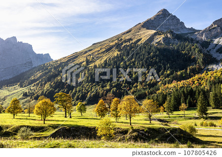 maple trees at Ahornboden, Karwendel mountains, Tyrol, Austria 107805426