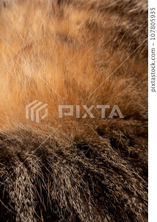closeup cat fur looks like a volcano eruption 107805935