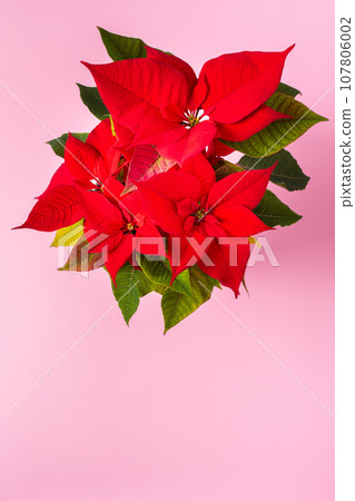 Christmas Poinsettia flower 107806002