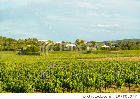 View of a field with vineyards in France in the rays of the setting sun View of a field with vineyards in France in the rays of the setting sun 107806077