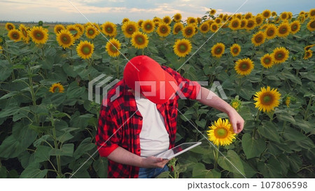 Farmer with tablet checkups sunflower bud growing in country field. Professional farmer cares of sunflower plants with tablet. Farmer holds tablet inspecting sunflowers in rural field Farmer with tablet checkups sunflower bud growing in country field. Professional farmer cares of sunflower plants with tablet. Farmer holds tablet inspecting sunflowers in rural field 107806598