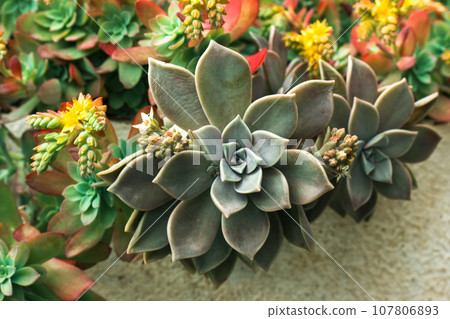 Beautiful background with green blue succulents leaves with blossoming yellow flowers, exotic garden plants in bloom. Graptopetalum paraguayense. Ghost plant blooming in spring day. Floriculture. Beautiful background with green blue succulents leaves with blossoming yellow flowers, exotic garden plants in bloom. Graptopetalum paraguayense. Ghost plant blooming in spring day. Floriculture. 107806893
