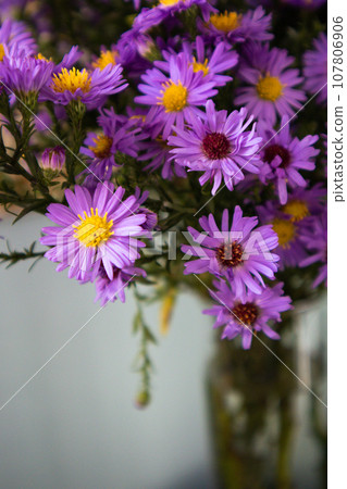 Beautiful flowering perennial Aster alpinus Blue in a vase on a table. Wonderful bouquet in the interior. Flower arrangement of purple violet daisies. Alpine asters bouquet with fresh flowers indoors. Beautiful flowering perennial Aster alpinus Blue in a vase on a table. Wonderful bouquet in the interior. Flower arrangement of purple violet daisies. Alpine asters bouquet with fresh flowers indoors. 107806906